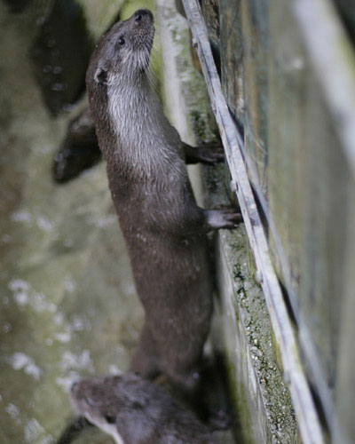 Tierfreigehege Nationalpark Bayerischer Wald